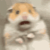 hamster-idk.gif