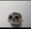hamster meme.jpeg