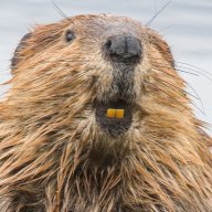 Legal_Beaver