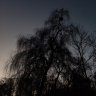 adkinskristi