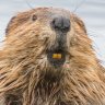 Legal_Beaver