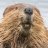 Legal_Beaver