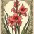 gladiolus